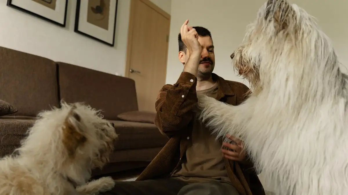 Your Adult Dog's Daily Routine When You Work Full Time