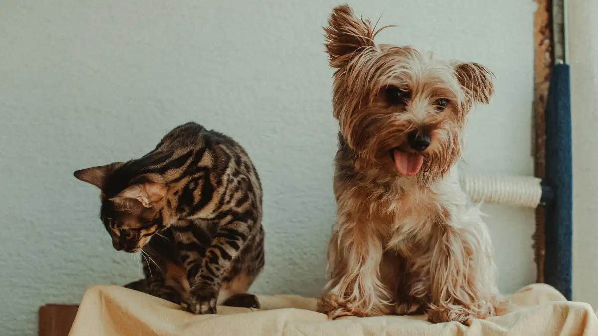 A Chase-Prone Dog Can Still Live With a Cat Safely