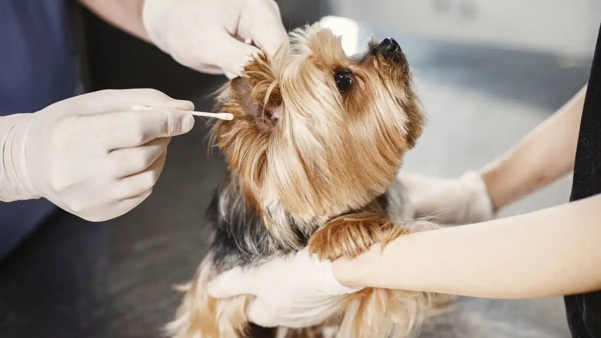 Cleaning Ears on a Senior Dog with Stiff, Aching Joints