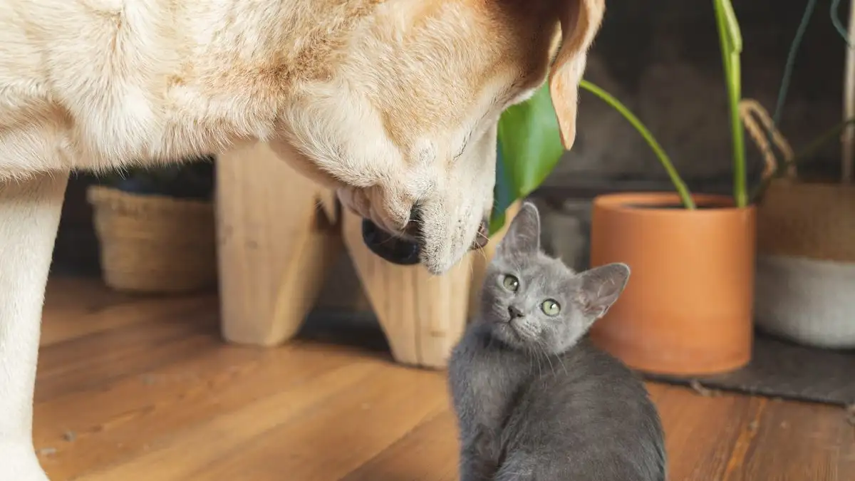 Your Dog and Cat Can Still Recover From a Bad First Meeting
