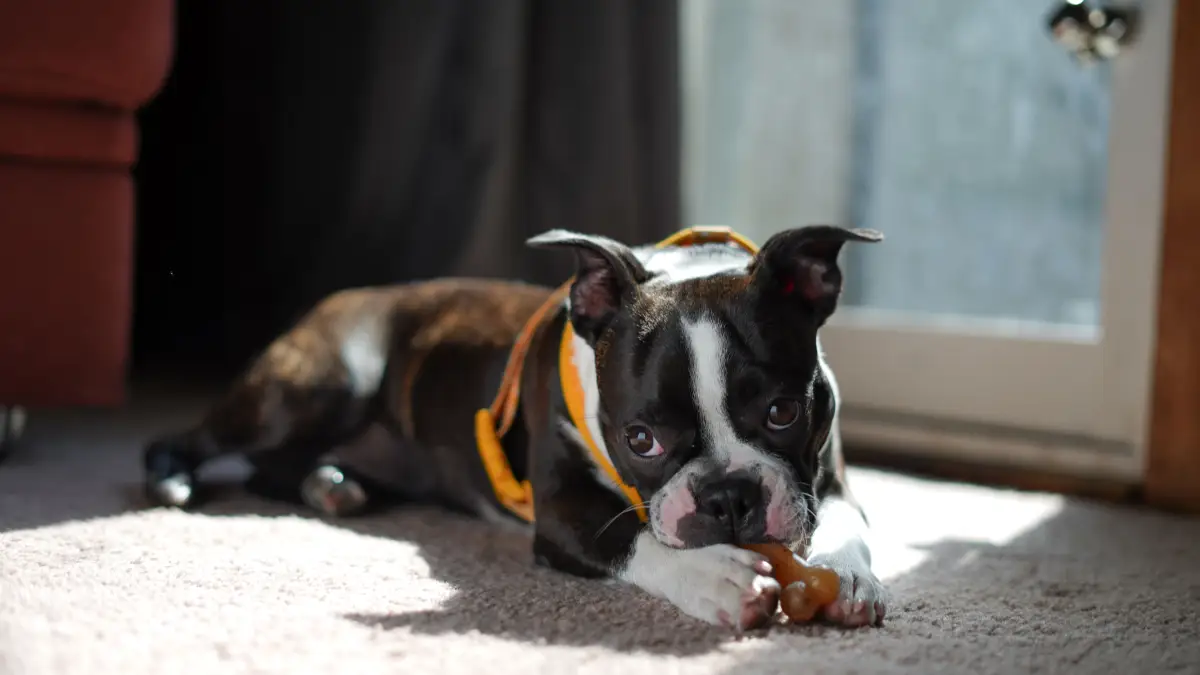 Is Your Dog's Alone-Time Mess Panic or Just Boredom?