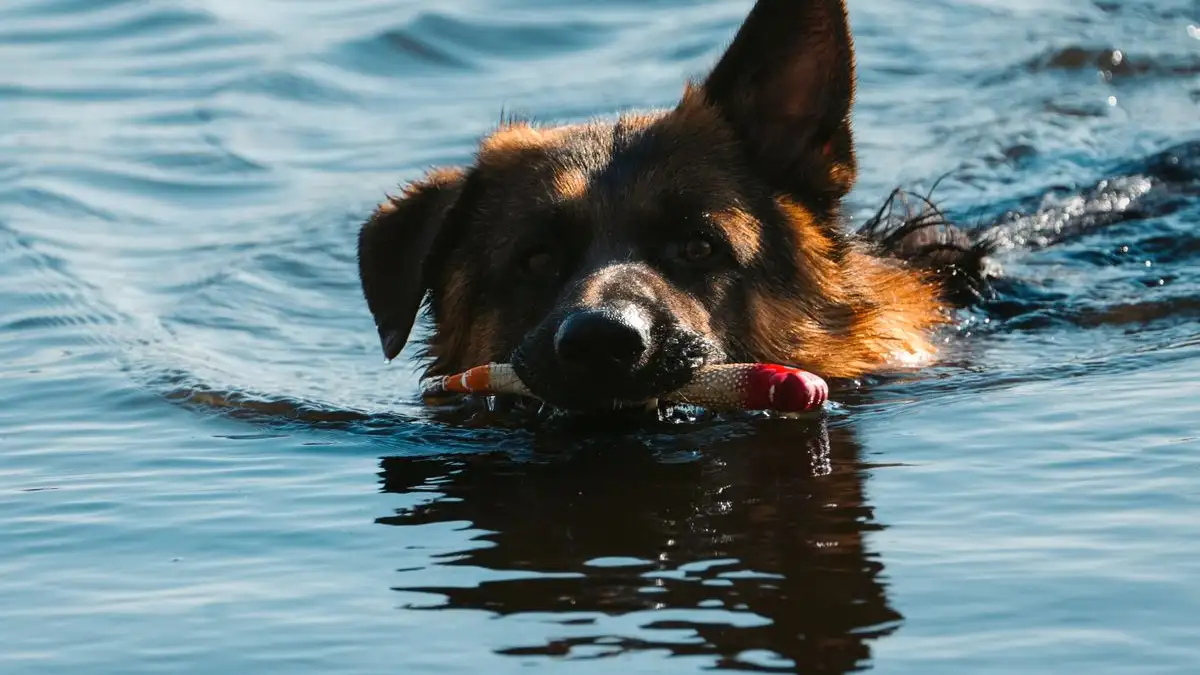 How to Dry Dog Ears After Swimming, Baths, and Rain