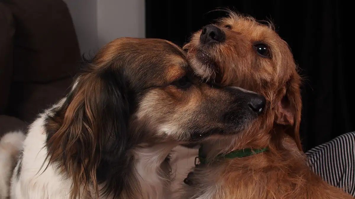How to Feed Two Dogs Two Different Foods Without Mix-Ups