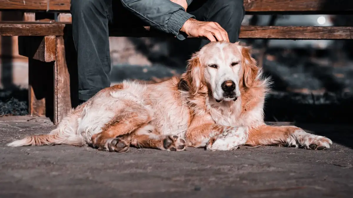 A Gentler Daily Routine and Rest for Your Senior Dog