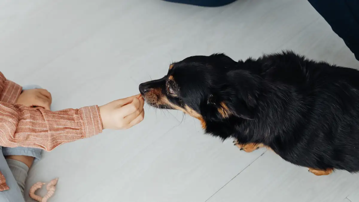 How to Adjust Your Home for an Aging Family Dog With Kids