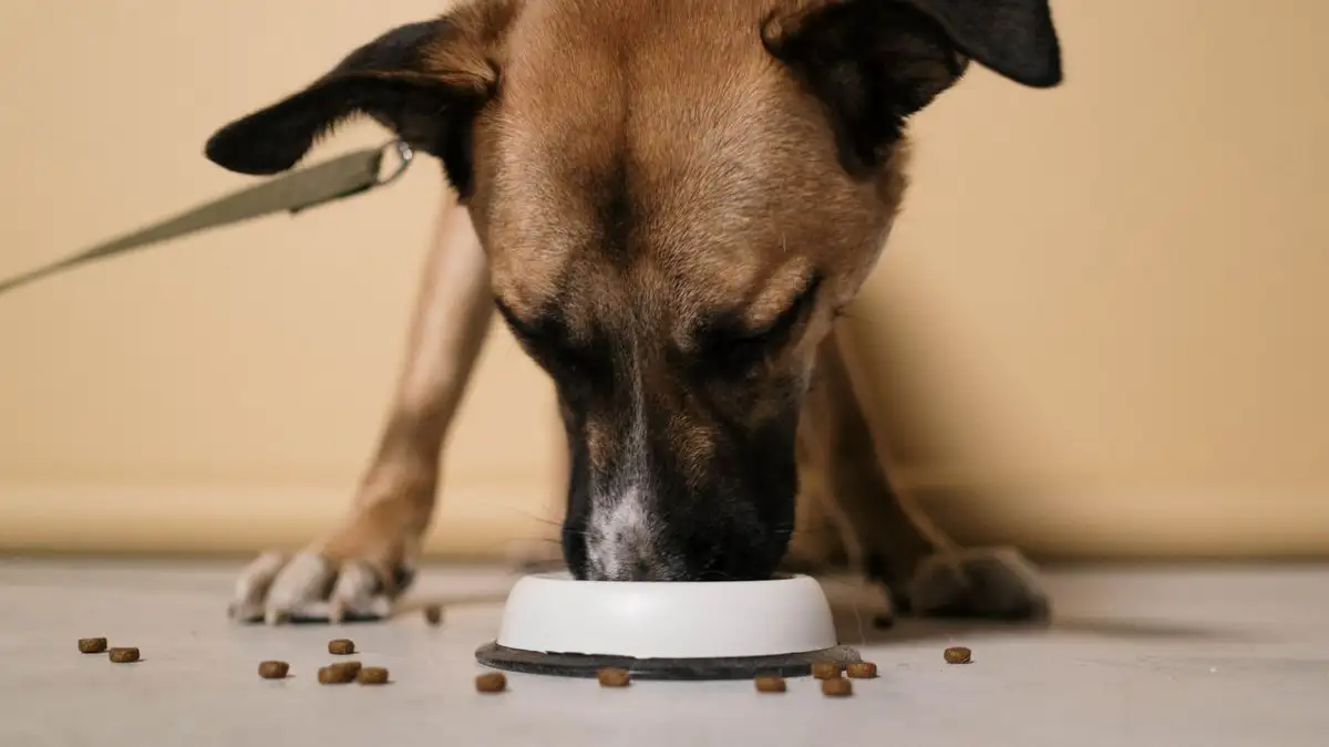 How Many Meals a Day Does Your Adult Dog Really Need?