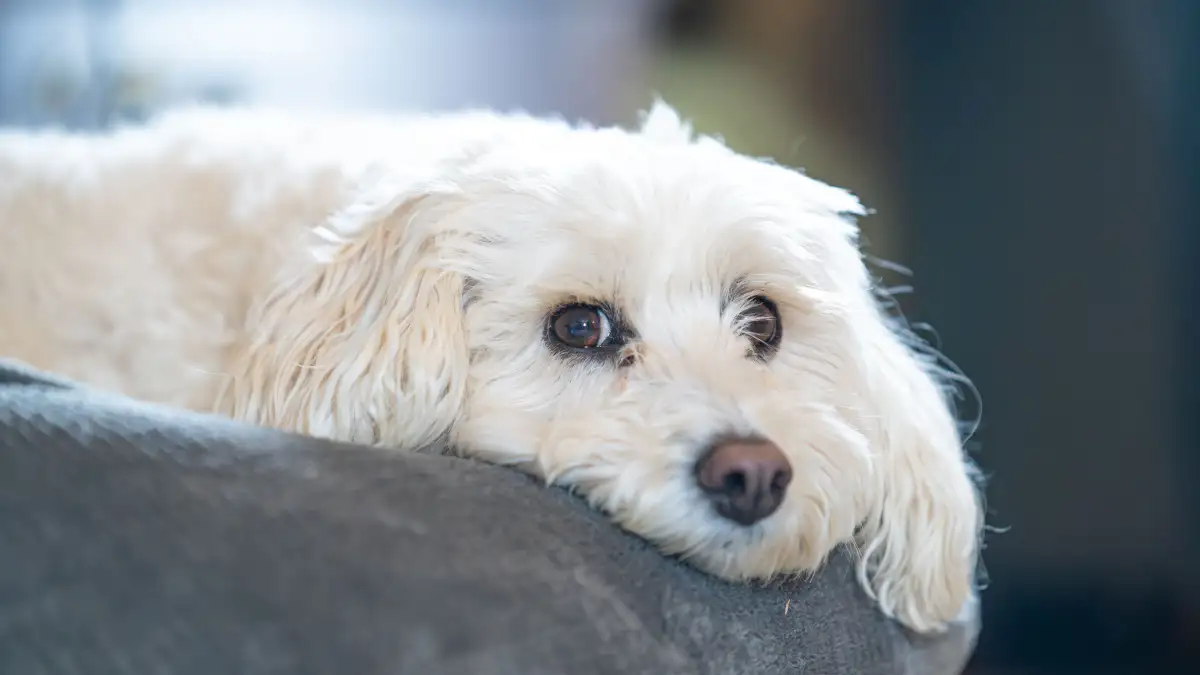 What Hypoallergenic Dogs Really Mean for Allergic Homes