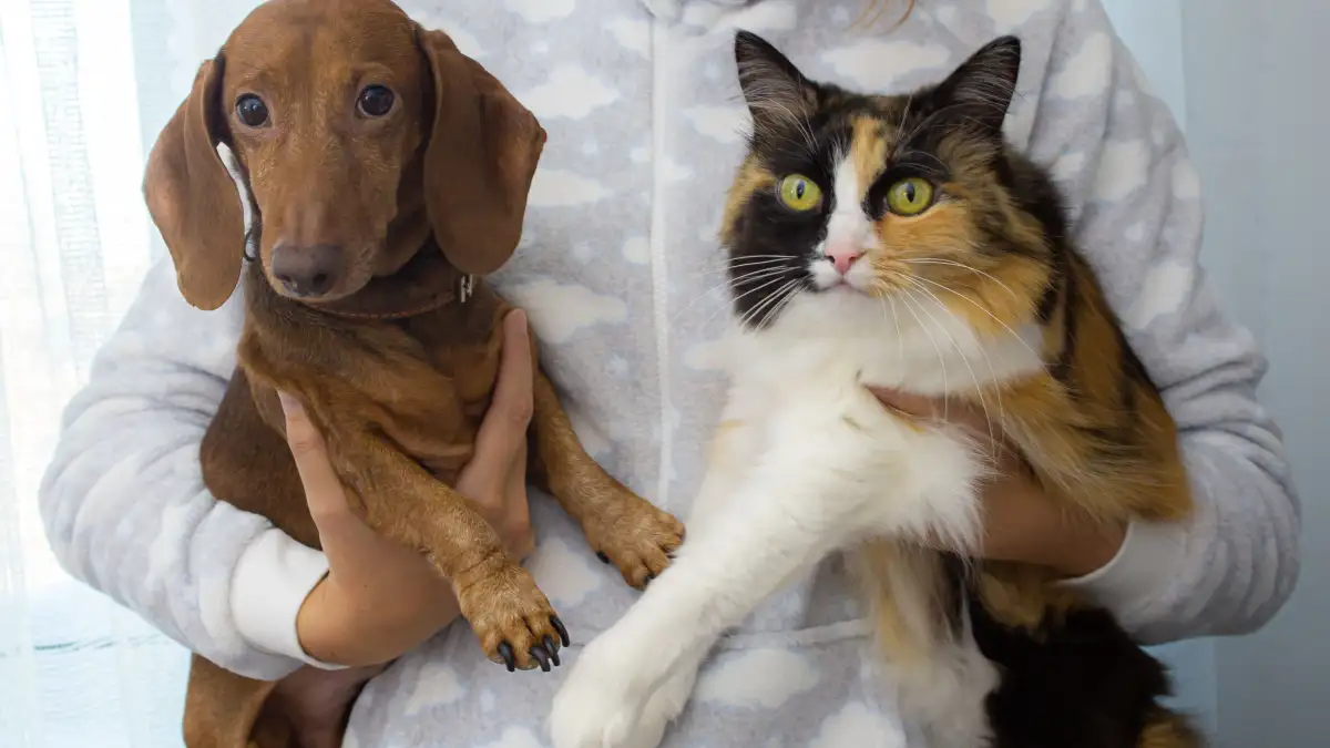 How Do You Introduce a Dog to a Cat Without Chaos?