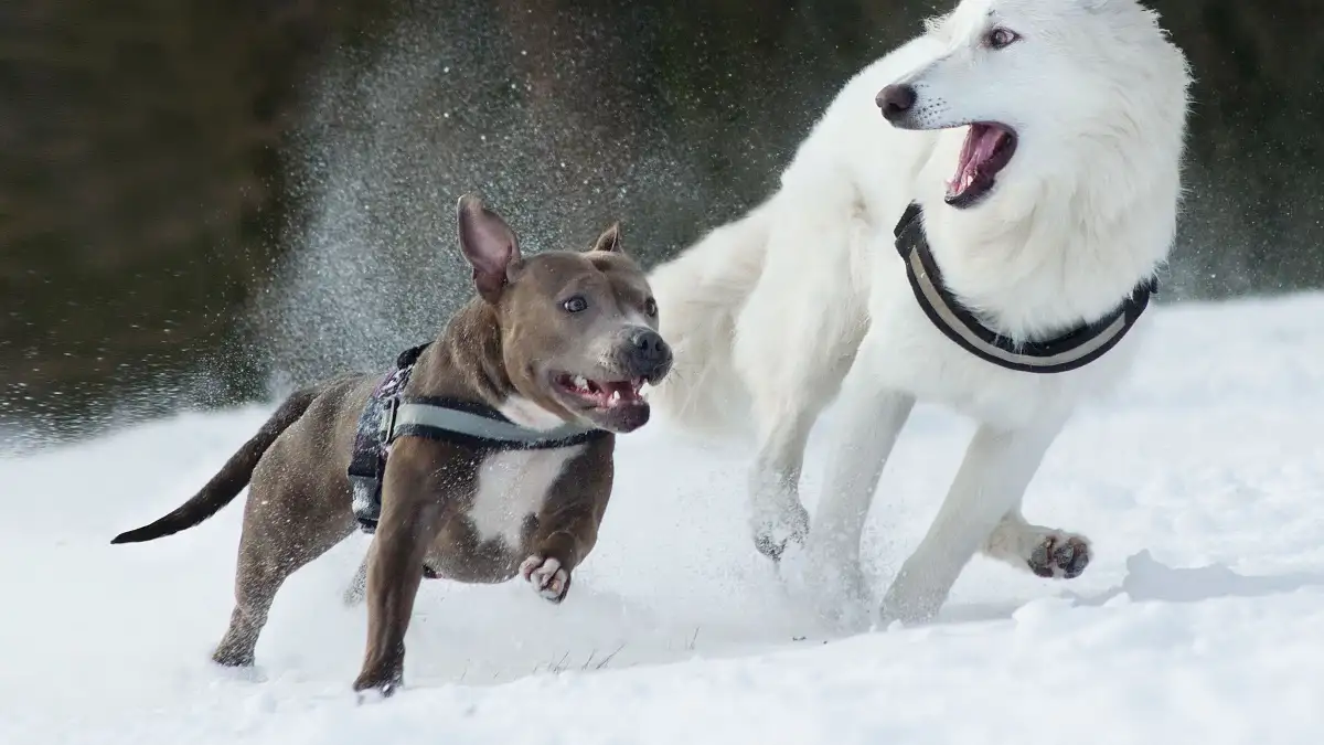 How to Keep an Arthritic Senior Dog Comfortable in Winter
