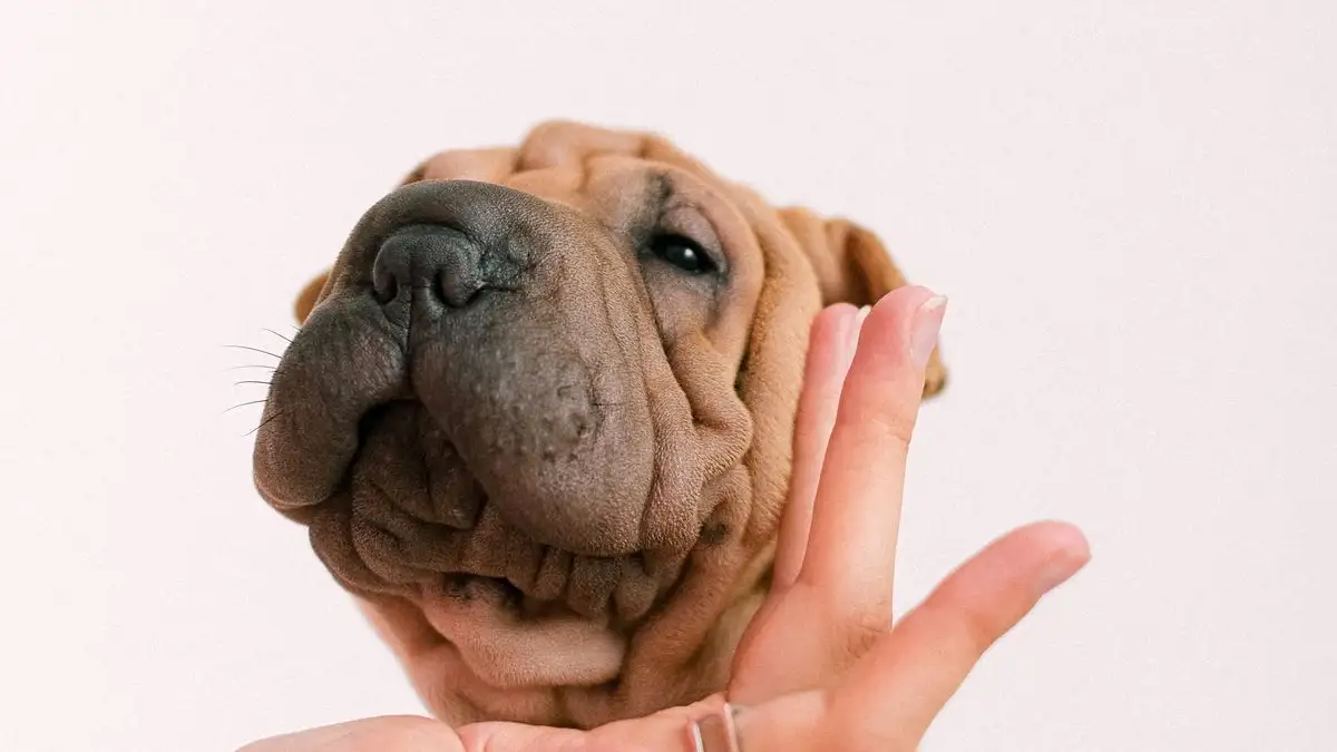 Yes, You Can Keep a High-Energy Breed in an Apartment