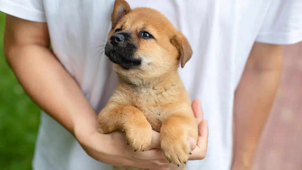 Keeping Your Puppy Inside Until Shots Are Done Costs You