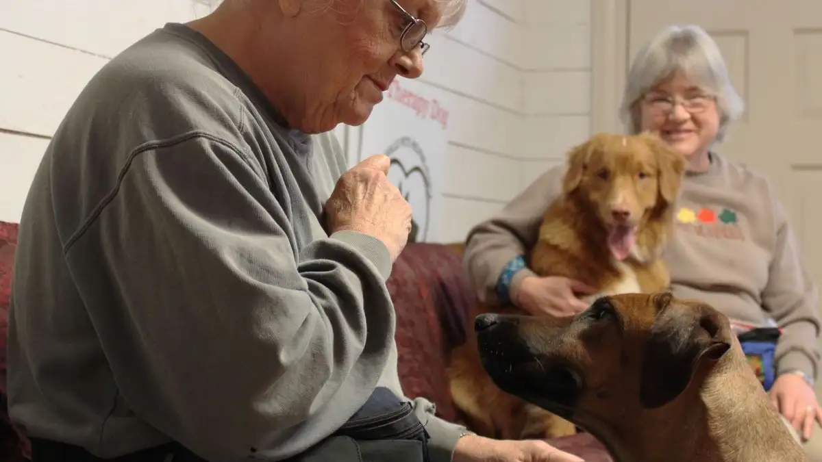 Living With a Senior Dog Who Can't See or Hear You