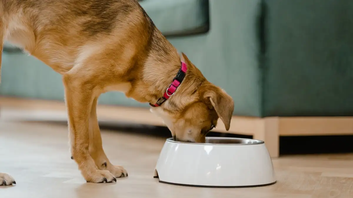 Neutered and Gaining Weight on the Same Food? Here's Why