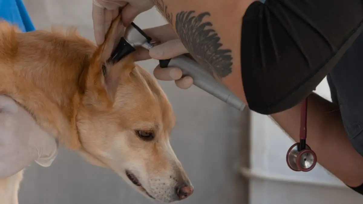How Often Should You Really Clean Your Dog's Ears?