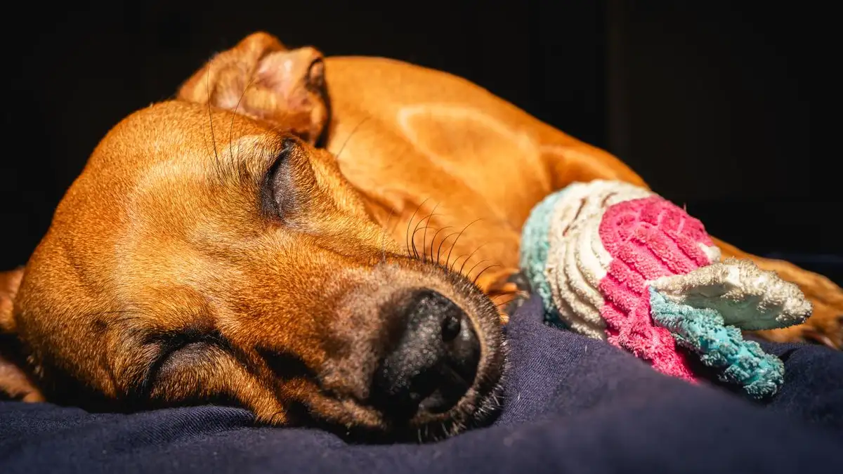 Your Old Dog's Bed Is Why Nobody Sleeps Through the Night