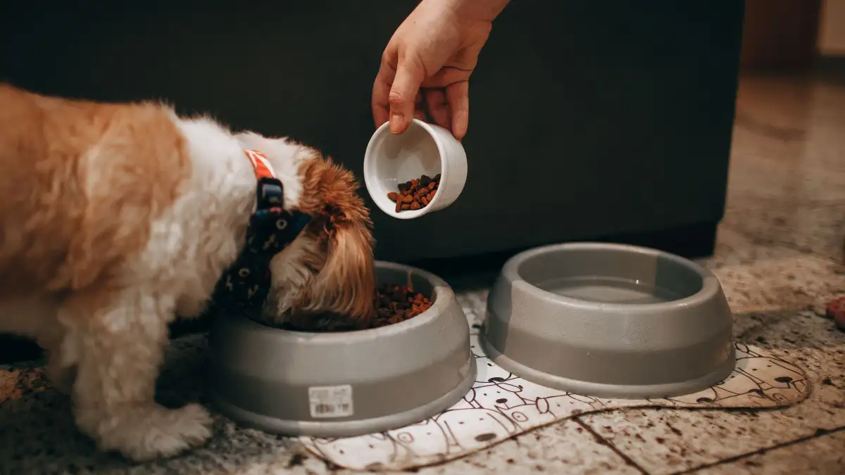 When Puppy Food Stops Being Right for Your Growing Dog
