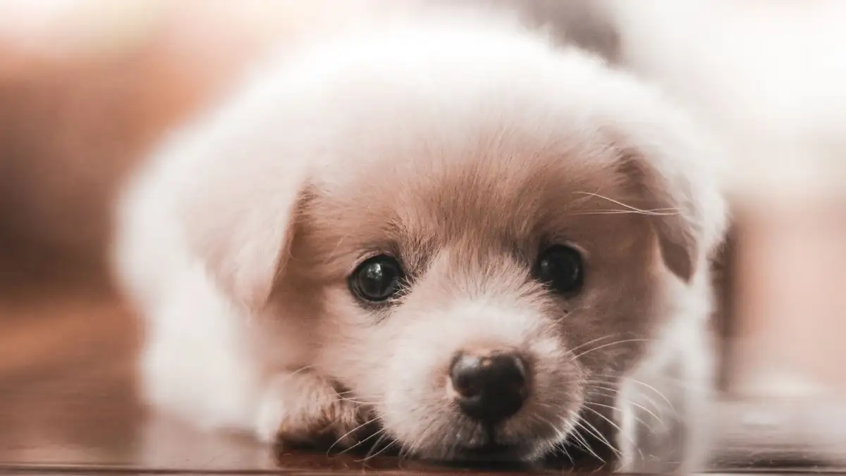 Puppy Milestones Each Week and What to Do When One Slips