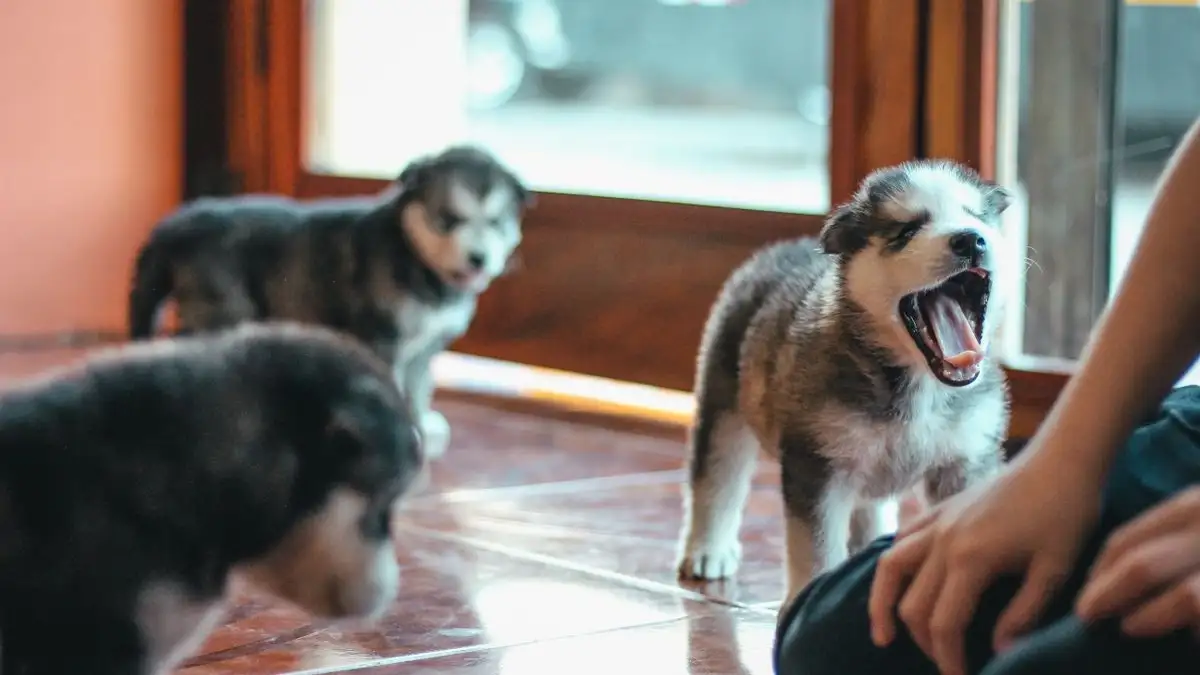 The Puppy Socialization Window Has a Closing Date