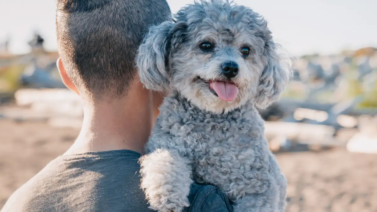Questions to Ask Before You Meet a Hypoallergenic Dog