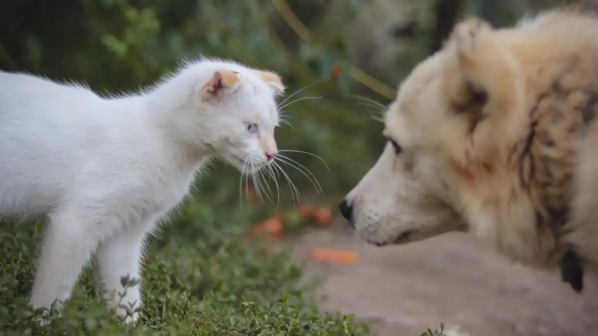 You Can Still Run a Calm First Dog and Cat Meeting
