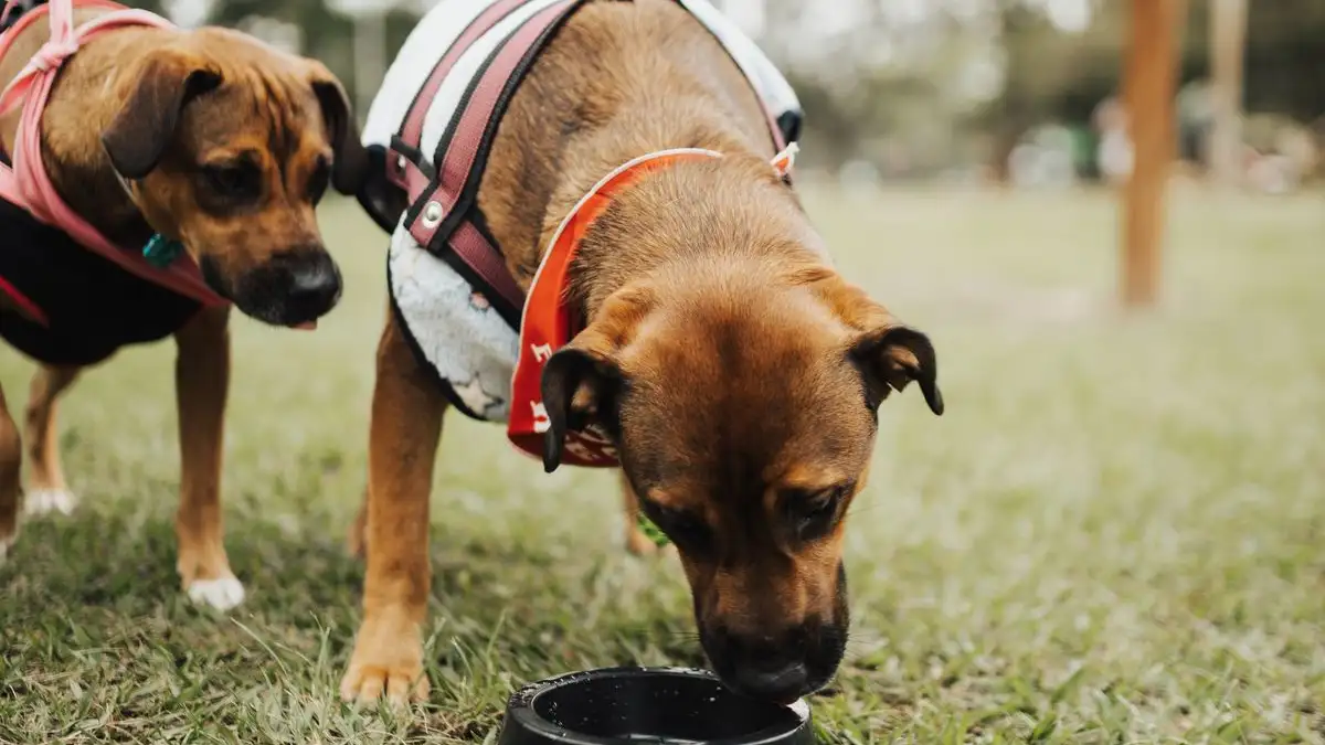 The Same Bowl Every Day Adds Weight to a Slower Senior Dog