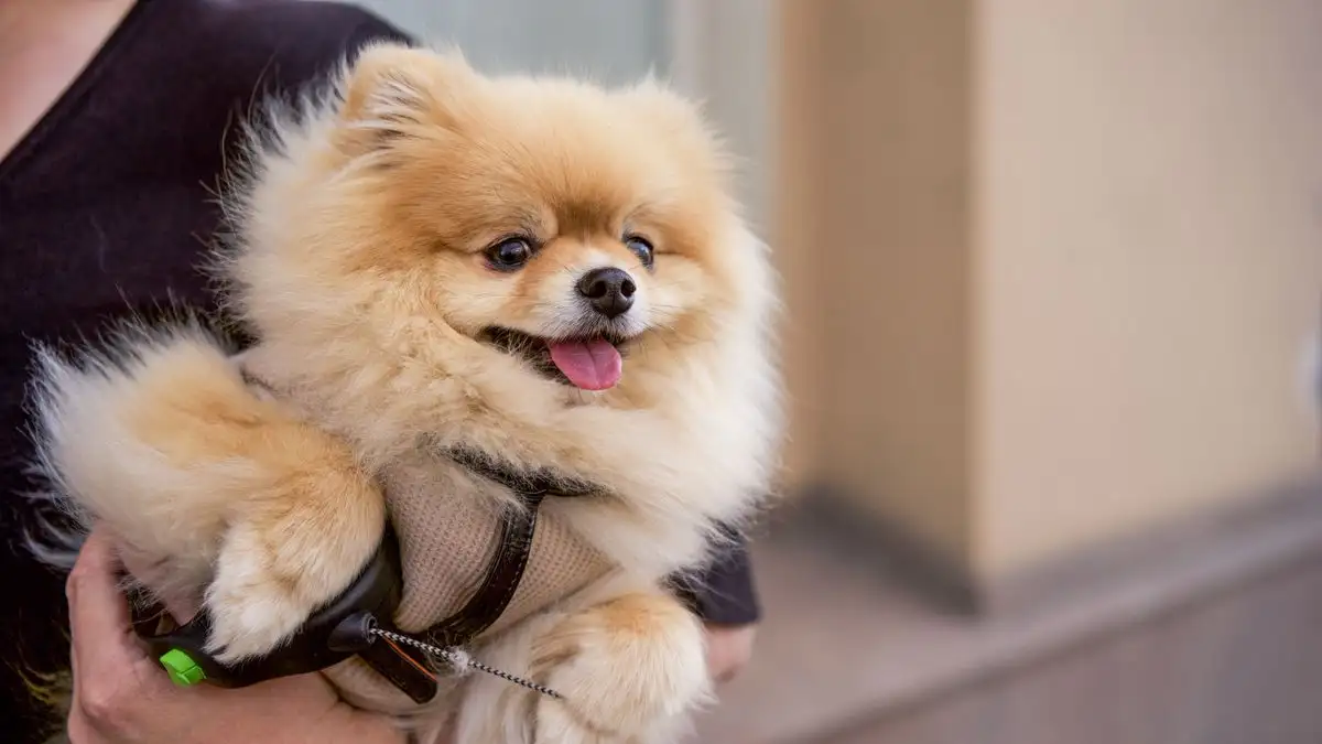It's Not Size That Makes a Breed Right for Apartment Living