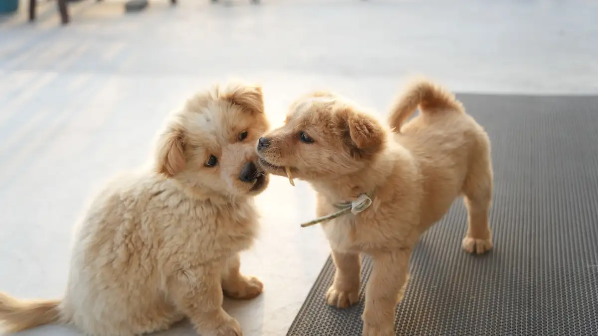 Socializing a Puppy Isn't About Meeting Other Dogs