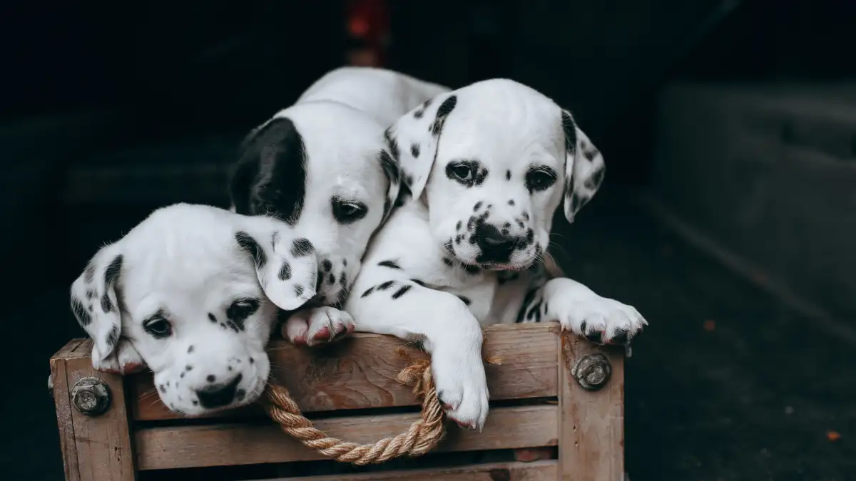 Three Introductions That Decide Your Puppy's First Month