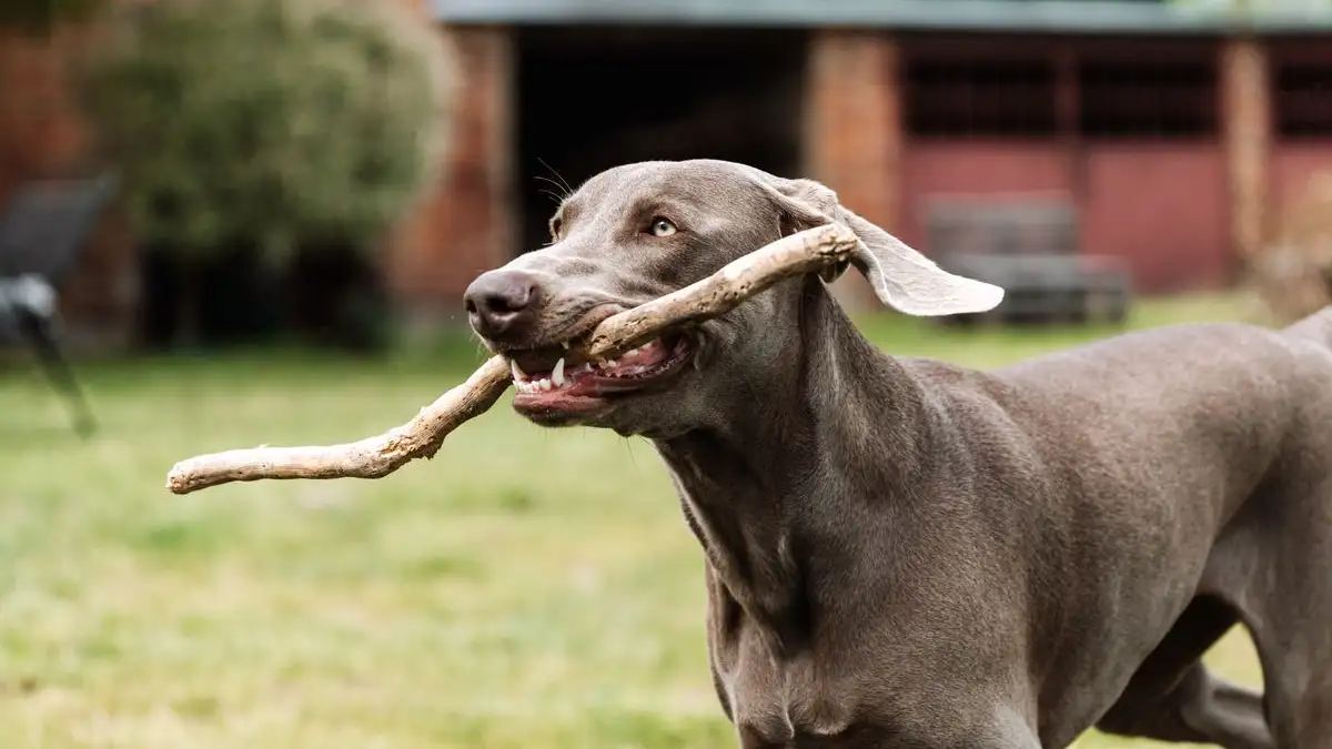 You Can Still Tire Out a High-Energy Dog Without a Yard