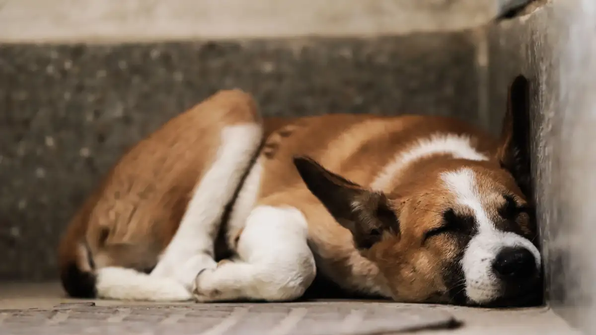 A tired dog can still bark at 2 a.m., and here is why