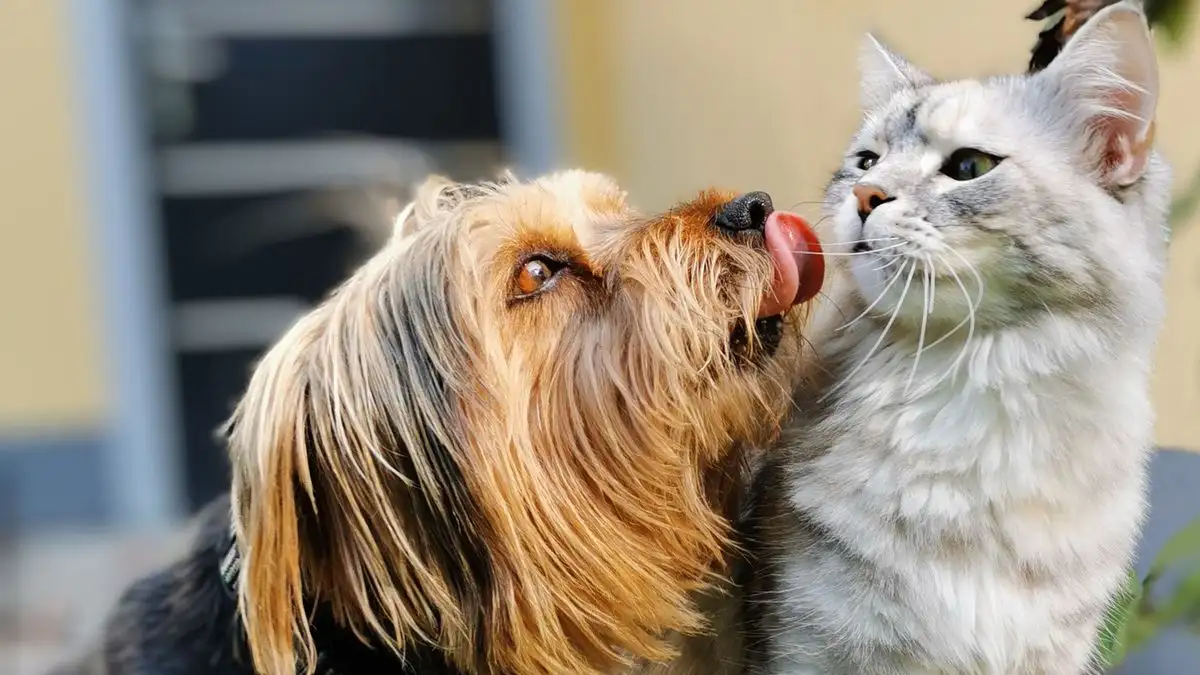 The Trait That Decides Whether a Dog Can Live With Cats