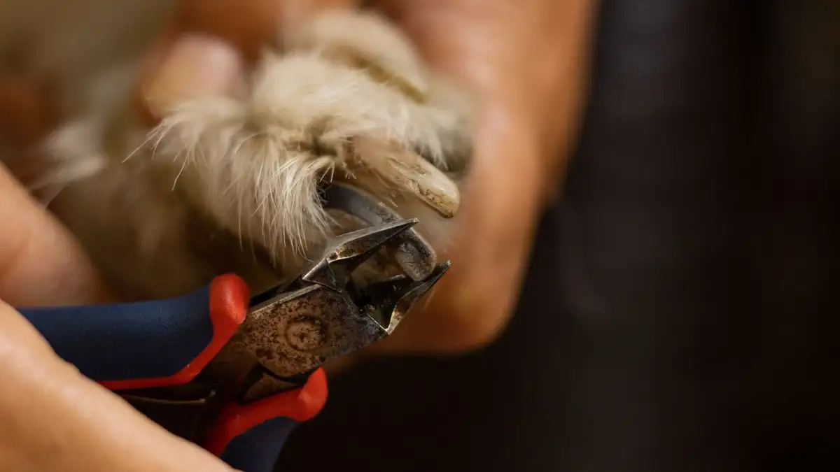 You Can Trim Black Dog Nails Without Hitting the Quick