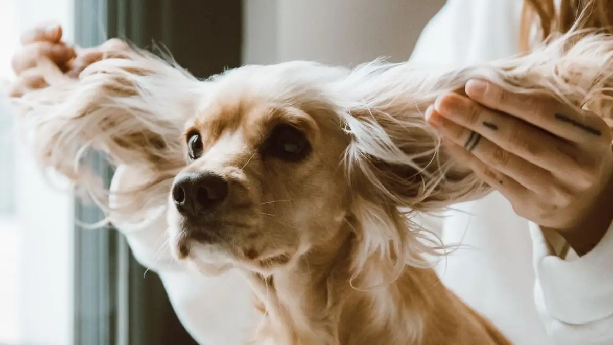 What to Use and Never Use When Cleaning a Dog's Ears