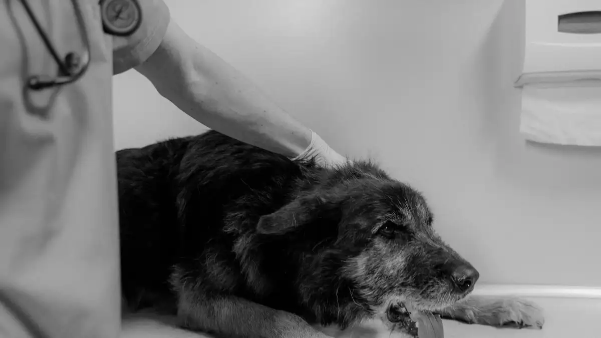 What a vet checks first when an old dog barks at night