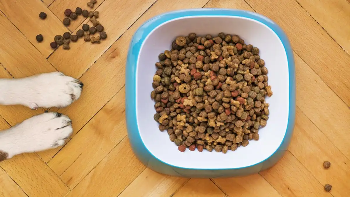How Vets Set a Weight-Loss Calorie Target for Your Dog