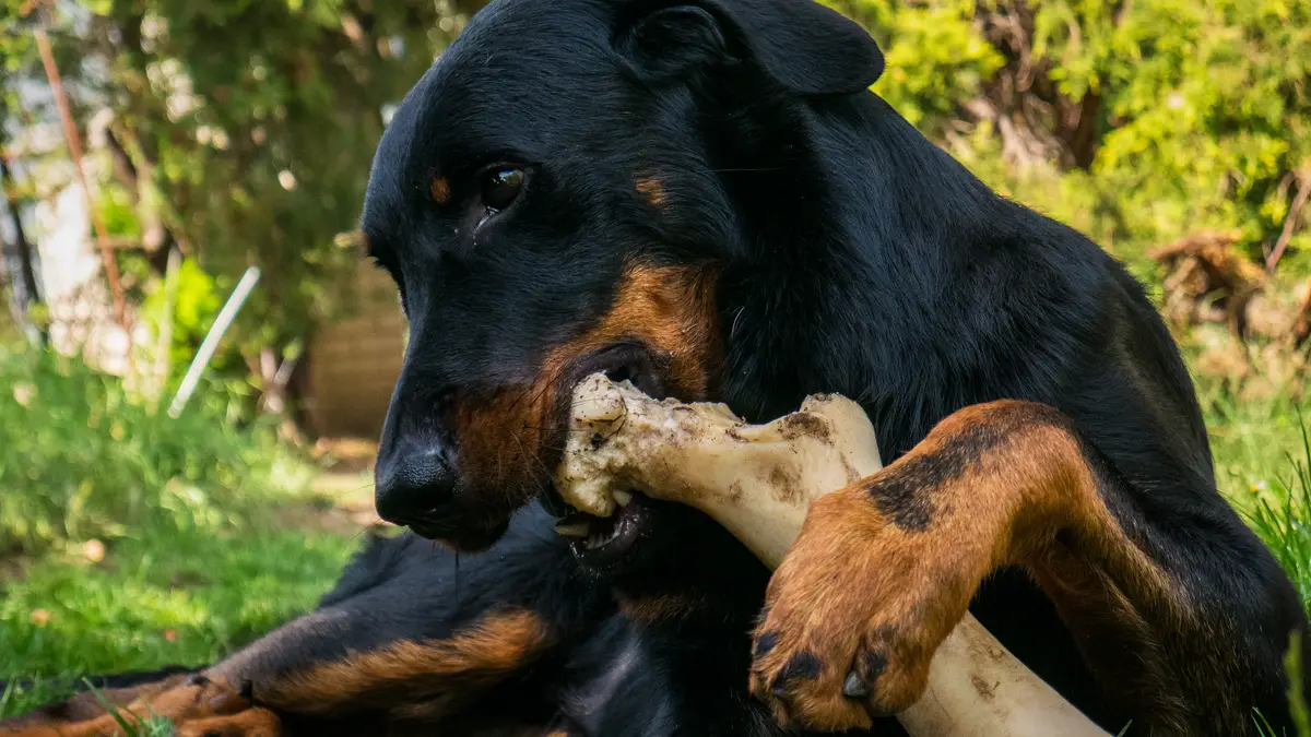 Why Chewing Bones Doesn't Clean Your Dog's Gumline