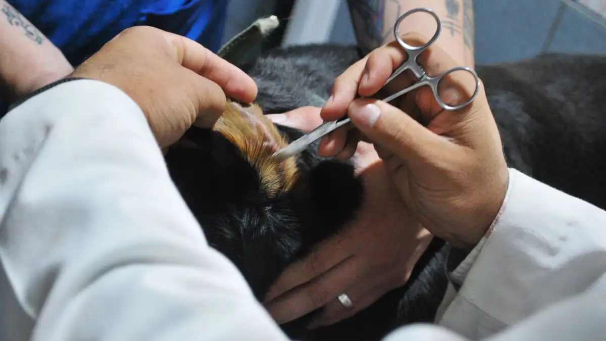 Why Your Ear Cleaning Method Traps Wax in the Canal