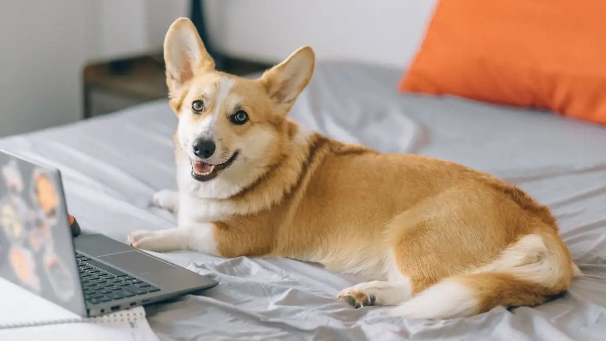 Working Full-Time? Pick a Breed That Tolerates Alone Time